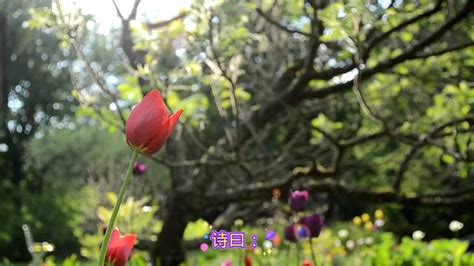 落雨|落雨是什么意思